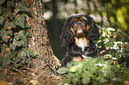 Cavalier King Charles Spaniel Portrait