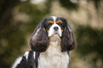Cavalier King Charles Spaniel Portrait