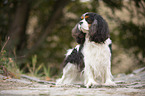 Cavalier King Charles Spaniel