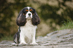 sitzender Cavalier King Charles Spaniel