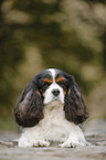 liegender Cavalier King Charles Spaniel