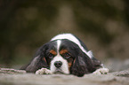 liegender Cavalier King Charles Spaniel
