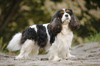 Cavalier King Charles Spaniel