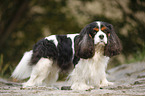 Cavalier King Charles Spaniel