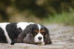 liegender Cavalier King Charles Spaniel