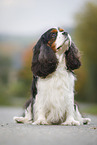 sitzender Cavalier King Charles Spaniel