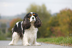 Cavalier King Charles Spaniel
