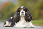 liegender Cavalier King Charles Spaniel