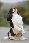 Cavalier King Charles Spaniel zeigt Trick