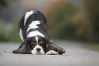 Cavalier King Charles Spaniel zeigt Trick