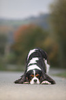 Cavalier King Charles Spaniel zeigt Trick