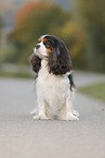 Cavalier King Charles Spaniel
