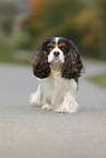 laufender Cavalier King Charles Spaniel