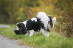 markierender Cavalier King Charles Spaniel