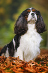 sitzender Cavalier King Charles Spaniel