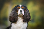 Cavalier King Charles Spaniel Portrait