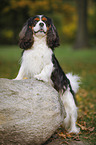 Cavalier King Charles Spaniel