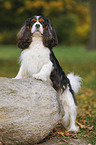 Cavalier King Charles Spaniel