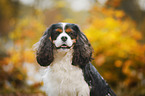 Cavalier King Charles Spaniel Portrait