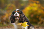 Cavalier King Charles Spaniel Portrait