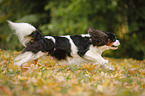 rennender Cavalier King Charles Spaniel