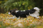 rennender Cavalier King Charles Spaniel
