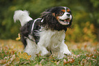 rennender Cavalier King Charles Spaniel