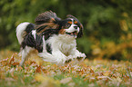 rennender Cavalier King Charles Spaniel