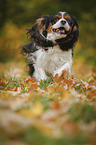 rennender Cavalier King Charles Spaniel
