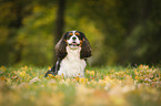 sitzender Cavalier King Charles Spaniel