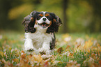 rennender Cavalier King Charles Spaniel