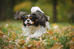 rennender Cavalier King Charles Spaniel