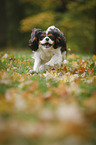 rennender Cavalier King Charles Spaniel