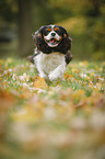 rennender Cavalier King Charles Spaniel