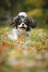 rennender Cavalier King Charles Spaniel