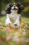 rennender Cavalier King Charles Spaniel