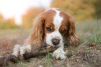 liegender Cavalier King Charles Spaniel