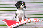 junger Cavalier King Charles Spaniel