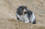 Cavalier King Charles Spaniel