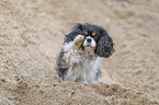 Cavalier King Charles Spaniel