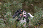 Cavalier King Charles Spaniel Portrait