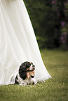 Cavalier King Charles Spaniel unter einem Brautkleid