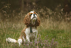 sitzender Cavalier King Charles Spaniel