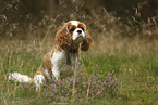 sitzender Cavalier King Charles Spaniel