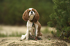 sitzender Cavalier King Charles Spaniel