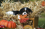 Cavalier King Charles Spaniel Welpe