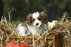 Cavalier King Charles Spaniel Welpe