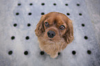 Cavalier King Charles Spaniel