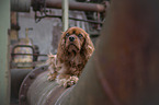 liegender Cavalier King Charles Spaniel