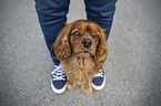 Mensch mit Cavalier King Charles Spaniel